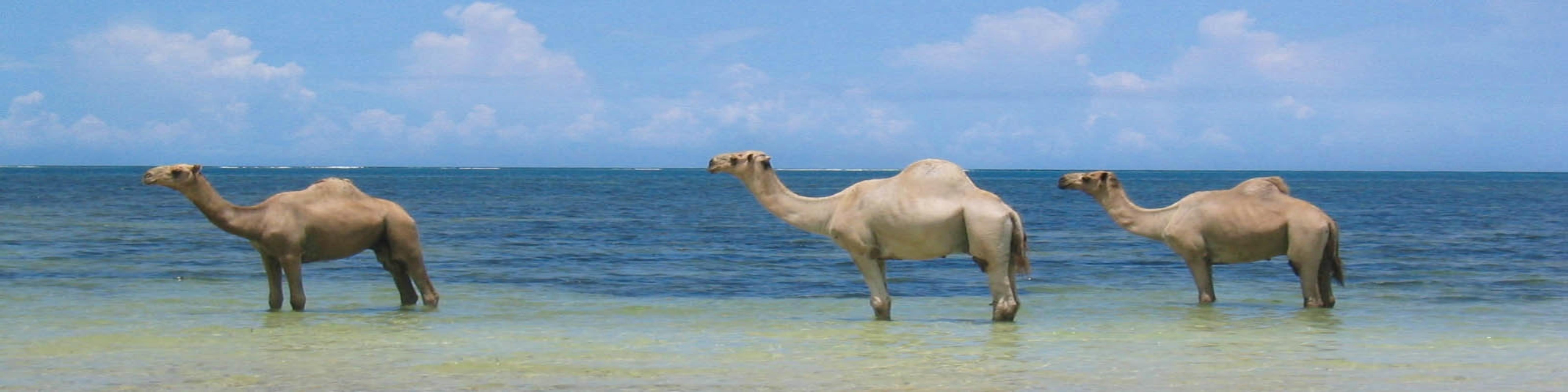 camel (Copy).jpg